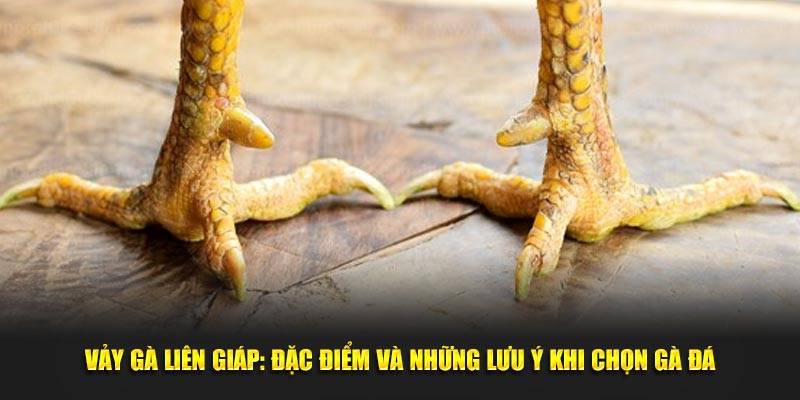 Các Loại Vảy Liên Giáp Ở Chiến Kê Máu Chiến