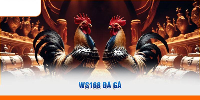 Điểm Nổi Bật Của WS168 Đá Gà